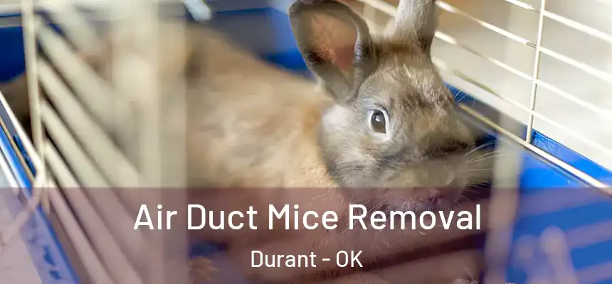  Air Duct Mice Removal Durant - OK
